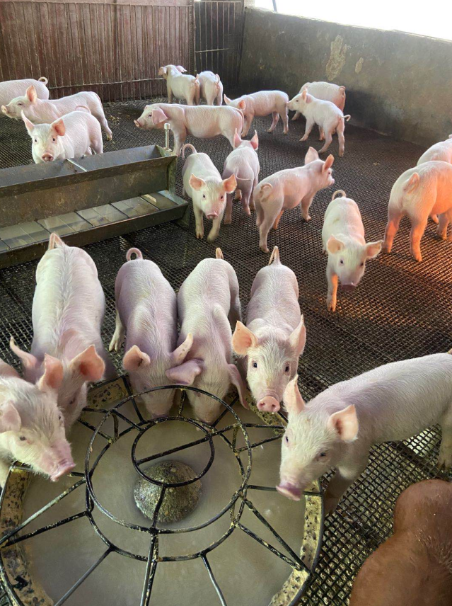 膚冠速紅使用5天效果