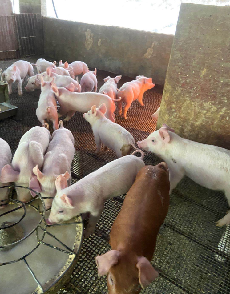 膚冠速紅使用5天效果