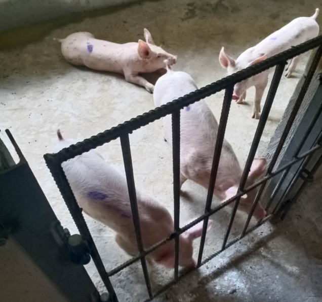 2020年良鳳江第一次仔豬試驗(yàn)