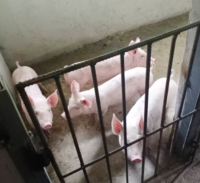 2020年良鳳江第一次仔豬試驗(yàn)