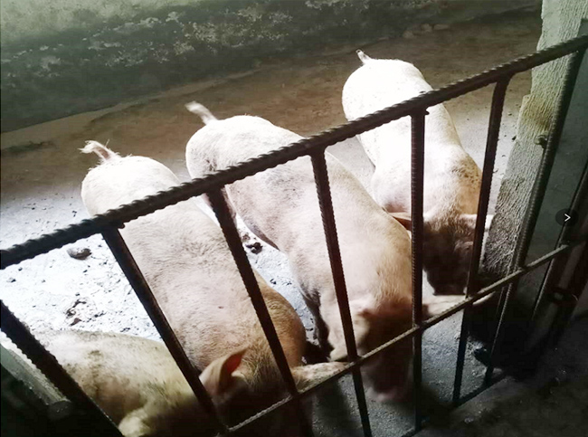 2020年良鳳江第一次仔豬試驗(yàn)