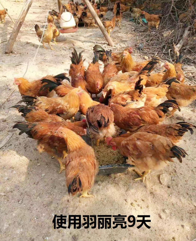 羽麗亮試驗(yàn)效果圖