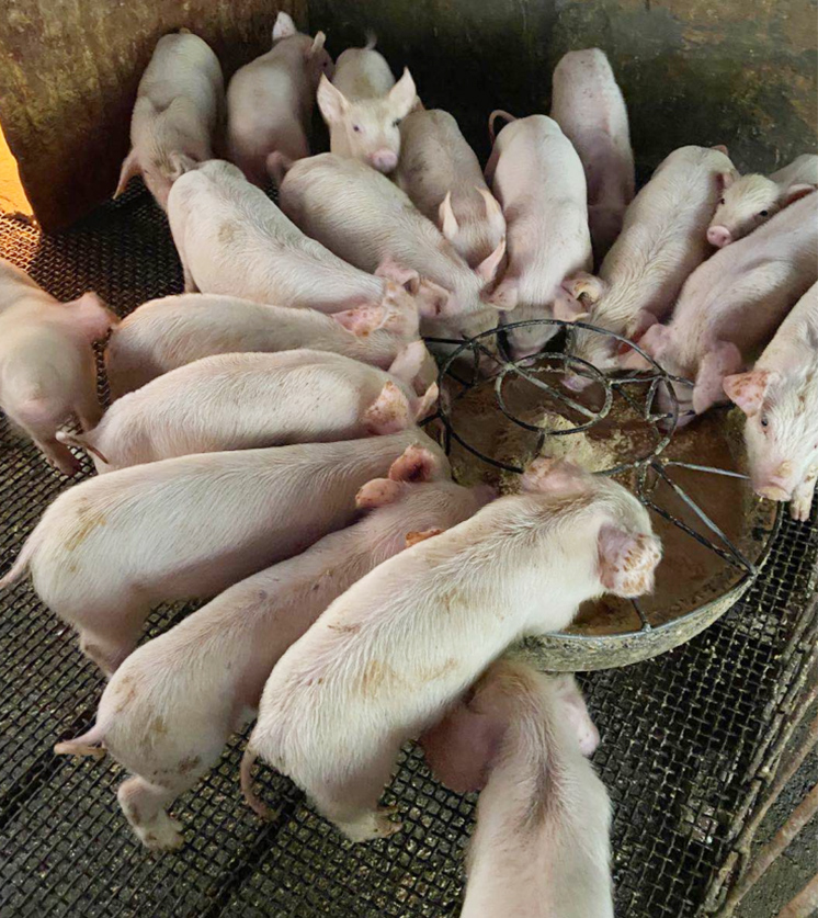 膚冠速紅試驗(yàn)效果圖