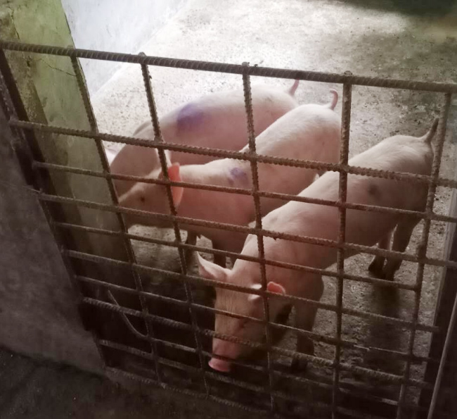 2020年良鳳江第一次仔豬試驗(yàn)