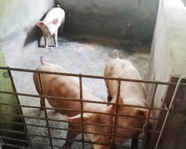 2020年良鳳江第一次仔豬試驗(yàn)