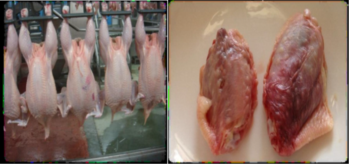 肉雞禽樂樂對雞翅的影響